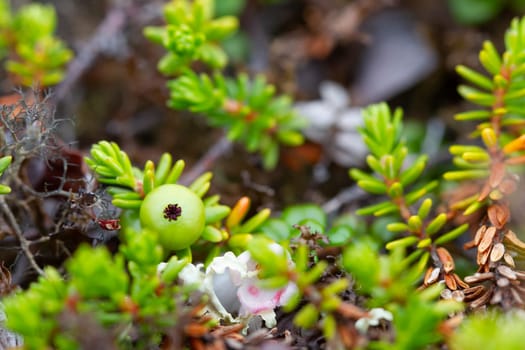 Crowberry, also known as blackberry, in its green phase before ripening, found on the arctic tundra with other plants in the background, Nunavut, Canada