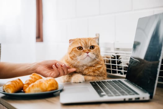 A young woman finds solace in the presence of her Scottish Fold cat while multitasking at her desk, typing on her laptop. Their connection illustrates the harmonious coexistence of work and pets.