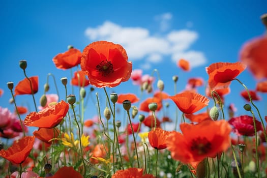 Red poppy flowers in a summer meadow, Papaver rhoeas. High quality photo