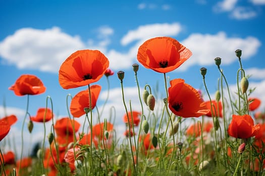 bright red poppies in the green grass. High quality photo