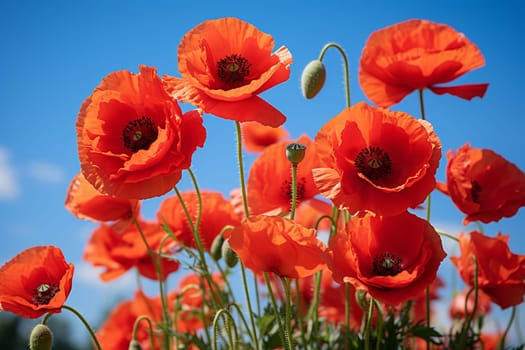 bright red poppies in the green grass. High quality photo