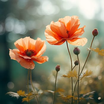 bright red poppies in the green grass. High quality photo