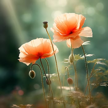 Red poppy flowers in a summer meadow, Papaver rhoeas. High quality photo