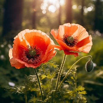 bright red poppies in the green grass. High quality photo