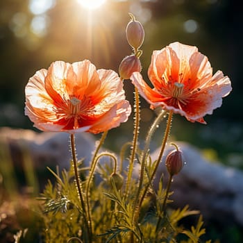 Red poppy flowers in a summer meadow, Papaver rhoeas. High quality photo