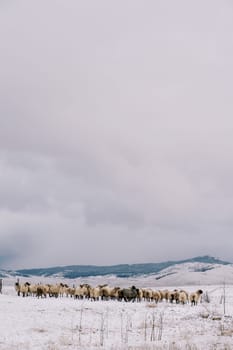Herd of sheep walks through a snow-covered pasture in a mountain valley. High quality photo