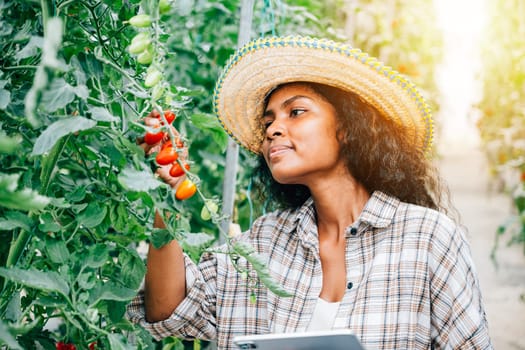 Quality control in the greenhouse farm, Black woman farmer uses a digital tablet to inspect tomatoes. Smart farming concept with the owner smiling, examining vegetables and showcasing innovation.