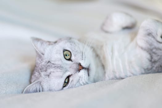 Scottish straight cat lies on his back. Cat upside down. Close up white cat face. Favorite pets, cat food