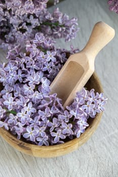 Wooden Bowl with wooden spoon of fresh purple lilac petals with branch of blooming lilac. Lilac flowers fragrance. Concept for spa wellness and aromatherapy. Copy space Still life composition springtime. Wallpaper for greeting card, postcard