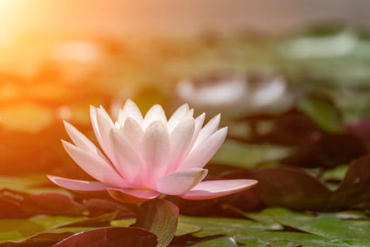 Pink lotus water lily flower in pond, waterlily with green leaves blooming.