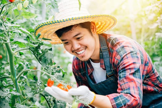 In a hothouse a smiling farmer holding a bunch of ripe red tomatoes checks their growth. Portrait of a successful man ensuring greenhouse success and care for nature's bounty.