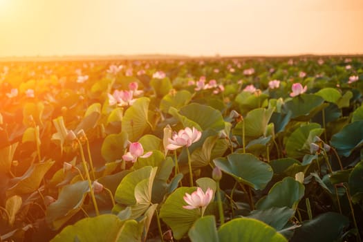 Sunrise in the field of lotuses, Pink lotus Nelumbo nucifera sways in the wind. Against the background of their green leaves. Lotus field on the lake in natural environment