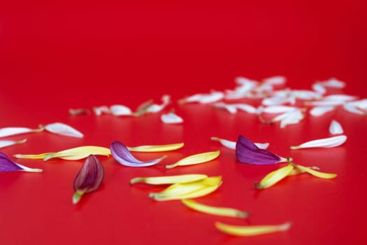 Flower petals on red background. Valentine's and Mother's Day concept. Copy space