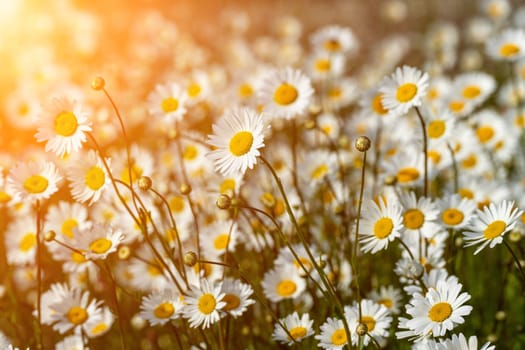 Daisy Chamomile background. Beautiful nature scene with blooming chamomilles in sun flare. Sunny day. Summer flowers