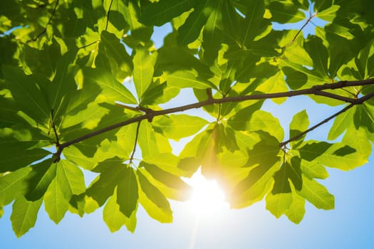 Green leaves of trees in a sunny blue sky.