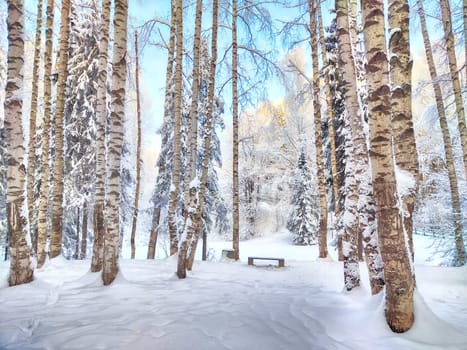 Beautiful forest and park with birch trees covered with snow on winter day with blue sky. Natural landscape in cold nice weather