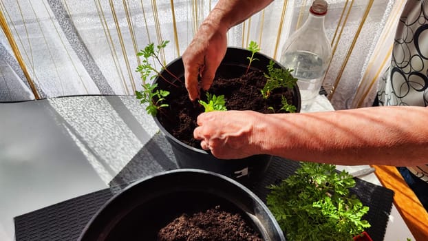 Planting marigold flowers in a pot. Reproduction of plants in spring. Young flower shoots and greenery for the garden. The hands of elderly woman, bucket of earth, green bushes and twigs with leaves