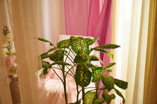 Dieffenbachia plant in a pot on a stool by the window. Retro interior in light colors. Background with plant with green leaves and fabric