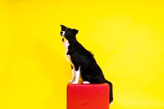 Border Collie portrait looking at a camera against red and yellow background