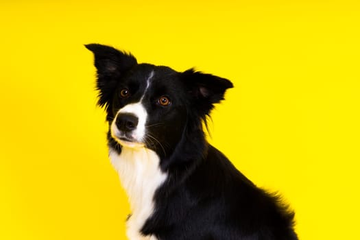 Border Collie portrait looking at a camera against red and yellow background