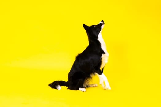 Border Collie portrait looking at a camera against red and yellow background