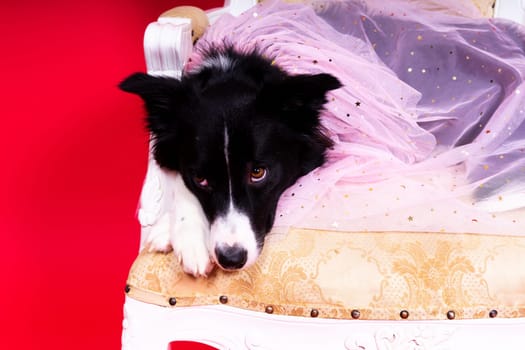 Border Collie portrait looking at a camera against red and yellow background