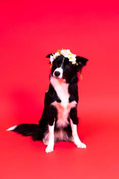 Border Collie portrait looking at a camera against red and yellow background
