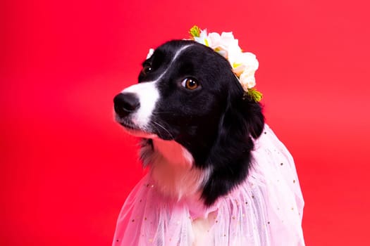 Border Collie portrait looking at a camera against red and yellow background