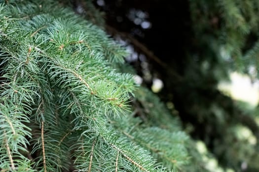 Green spruce branches with needles close up, copy space