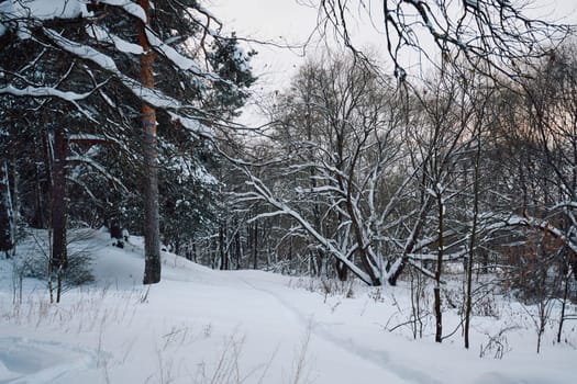 Winter forest with trees covered with snow and ice. Winter landscape