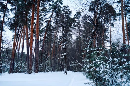 Beautiful winter landscape of a pine forest covered in snow in the evening