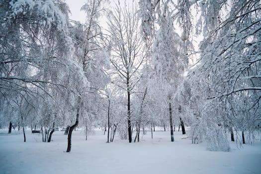 Winter landscape with trees covered with frost and snow in the park