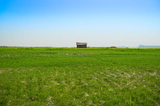 hut made of reeds and bamboo in field