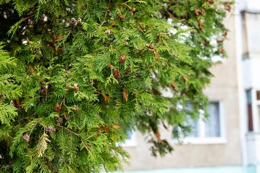 Green fir branches with seeds close up, copy space