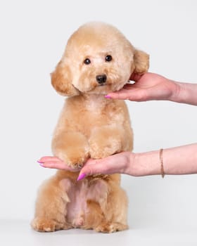An apricot poodle puppy on its hind legs. Vertical photo
