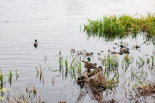 Ducks swim in the water near the shore of river