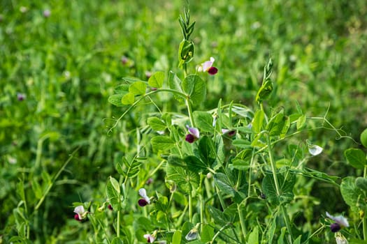 peas during flowering. blooming peas