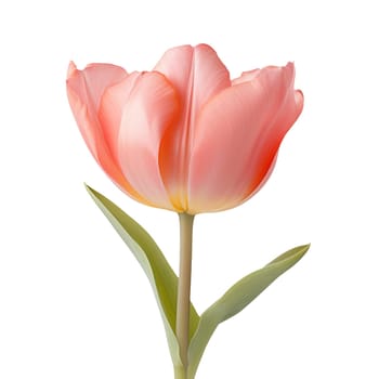 Tulip flower isolated on white background. Useful for beautiful floral design on holiday AI