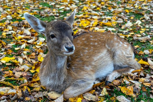 Wild spotted deer in the park.