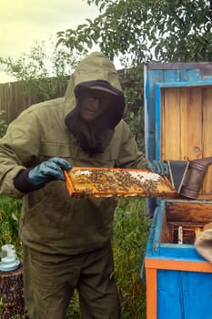 beekeeper holds in his hands honey frame with honeycomb