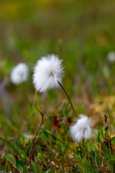 Eriophorum callitrix, commonly known as Arctic cotton, Arctic cottongrass, suputi, or pualunnguat in Inuktitut, is a perennial Arctic plant in the sedge family, Cyperaceae. It is one of the most widespread flowering plants in the northern hemisphere and tundra regions