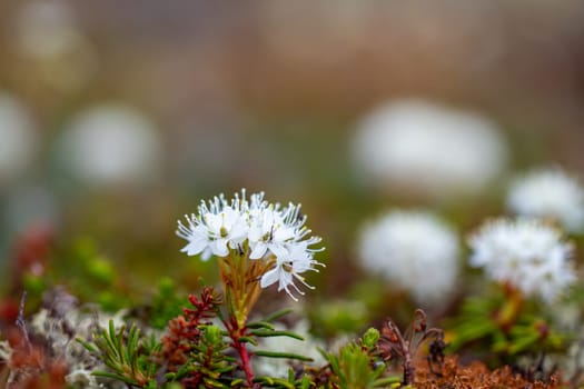 Bog Labrador tea plant or Rhododendron groenlandicum, found in Canada's arctic tundra, north of Arviat, Nunavut. Also known as Muskeg tea, Swamp tea, or in northern Canada, Hudson's Bay Tea. Formerly Ledum groenlandicum or Ledum latifolium