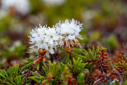 Bog Labrador tea plant or Rhododendron groenlandicum, found in Canada's arctic tundra, north of Arviat, Nunavut. Also known as Muskeg tea, Swamp tea, or in northern Canada, Hudson's Bay Tea. Formerly Ledum groenlandicum or Ledum latifolium