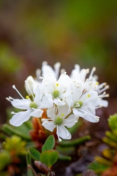 Close-up of bog Labrador tea flower or Rhododendron groenlandicum, found in Canada's arctic tundra, north of Arviat, Nunavut