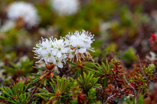 Bog Labrador tea plant or Rhododendron groenlandicum, found in Canada's arctic tundra, north of Arviat, Nunavut. Also known as Muskeg tea, Swamp tea, or in northern Canada, Hudson's Bay Tea. Formerly Ledum groenlandicum or Ledum latifolium