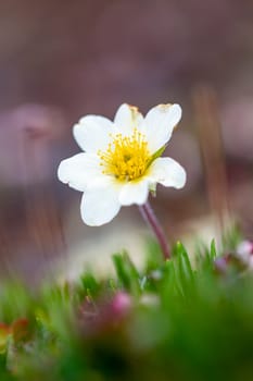 Arctic mountain aven or alpine dryad, an arctic-alpine flowering plant found on the arctic tundra that thrives in the cold environments, near Arviat, Nunavut, Canada