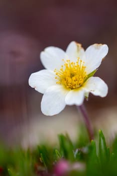 Arctic mountain aven or alpine dryad, an arctic-alpine flowering plant found on the arctic tundra that thrives in the cold environments, near Arviat, Nunavut, Canada