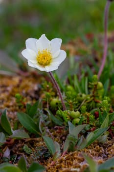 Arctic mountain aven or alpine dryad, an arctic-alpine flowering plant found on the arctic tundra that thrives in the cold environments, near Arviat, Nunavut, Canada