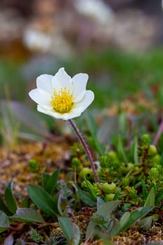 Arctic mountain aven or alpine dryad, an arctic-alpine flowering plant found on the arctic tundra that thrives in the cold environments, near Arviat, Nunavut, Canada
