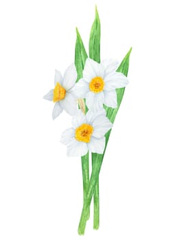 Narcissus, watercolor illustration of daffodils. Hand drawn watercolor painting of a fragrant spring garden flower. White and yellow botanical painting for greeting, wedding, Easter, Mothers day print.